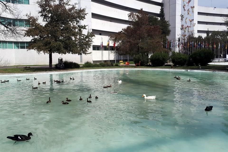 Ciervos, pavorreales, patos, tlacuaches, garzas y murciélagos son algunas especies de animales que habitan en las universidades.