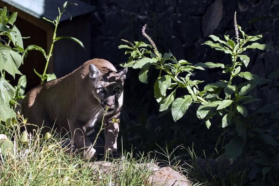 Ciervos, pavorreales, patos, tlacuaches, garzas y murciélagos son algunas especies de animales que habitan en las universidades.