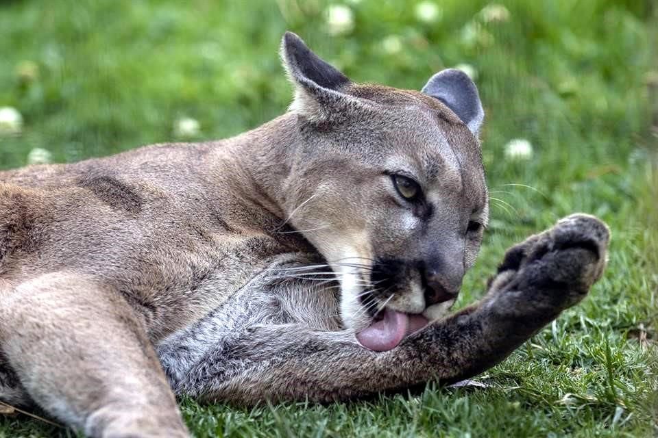Ciervos, pavorreales, patos, tlacuaches, garzas y murciélagos son algunas especies de animales que habitan en las universidades.