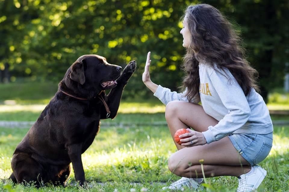 Internet está lleno de recursos gratis de adiestramiento para que dueños aprendan a poner límites a sus mascotas.