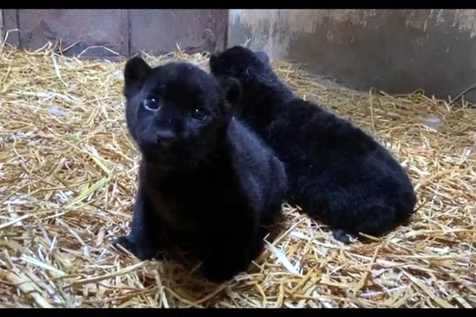 De pelaje y manchas oscuras, dos cachorros de jaguar melánico nacieron en el Parque Zoológico Benito Juárez, ubicado en Morelia.