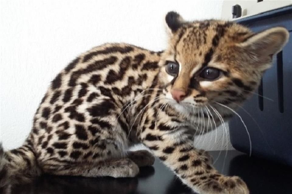 La Azcarm presentó un amparo para suspender la construcción del Tren Maya por afectar a especies como el jaguar y el ocelote.