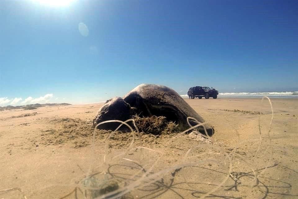 El Gobierno de México incumple la legislación ambiental para proteger a la tortuga caguama, una especie en peligro de extinción, denuncian ONGs.