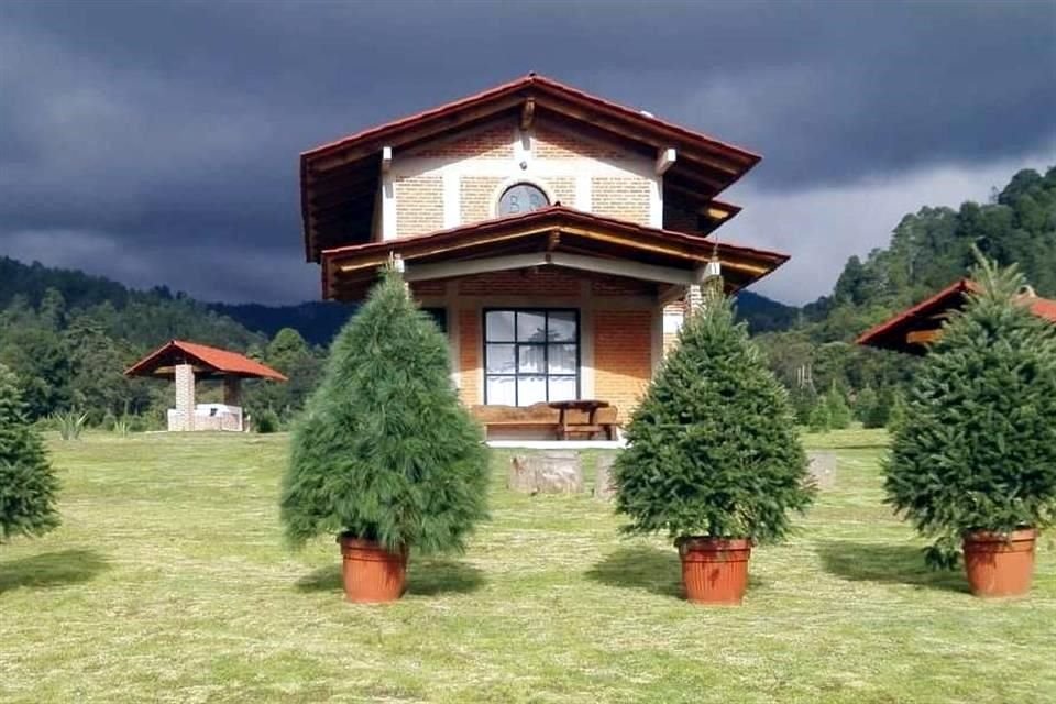 Los pinos en maceta representan una alternativa ecológica frente a árboles artificiales y los que se compran sin raíz.