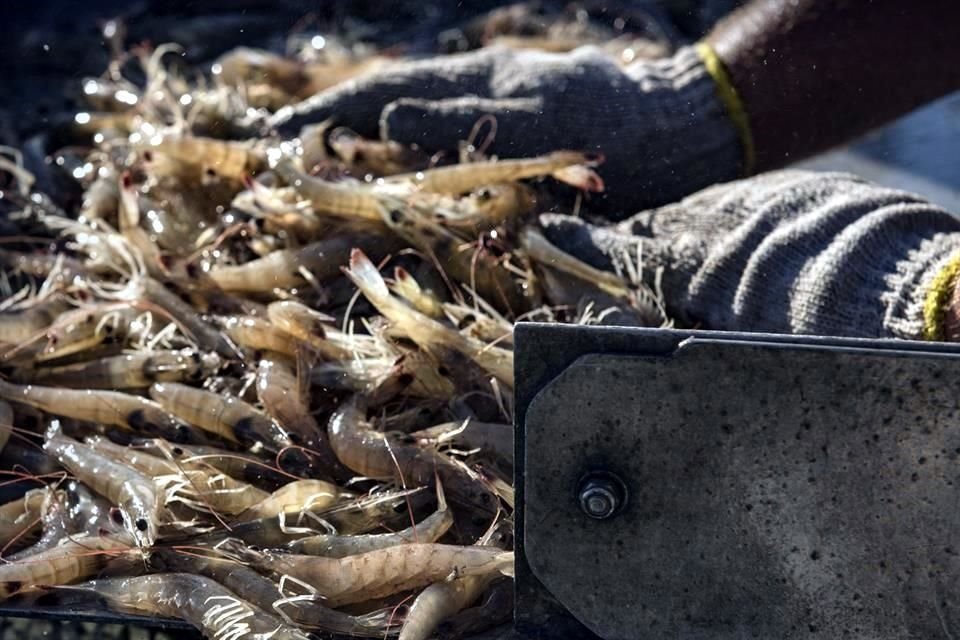 La industria del camarón de altamar es una actividad altamente comprometida con la sustentabilidad, según Canainpesca.