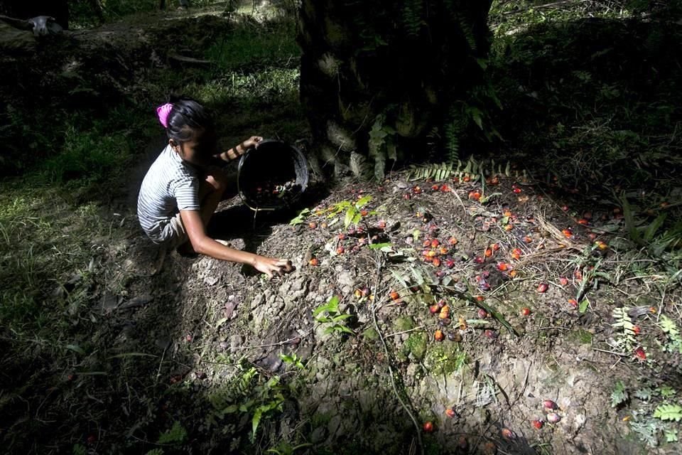 La industria del aceite de palma recae en gran medida en mano de obra infantil.