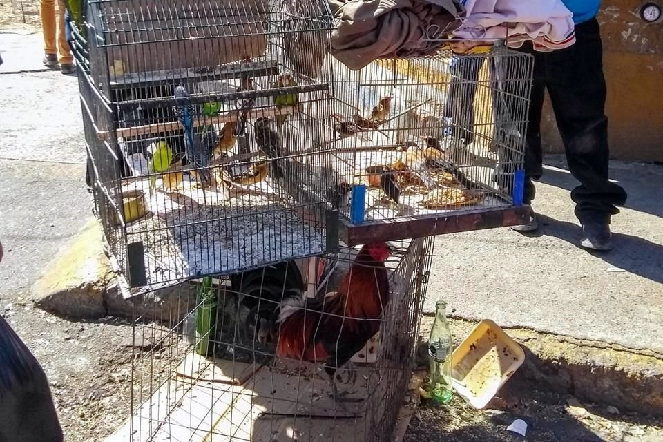 Venta de gallinas, gallos y aves de varios tipos captada el 20 de diciembre en el cruce de Juan R. Zavala y Chimborazo.