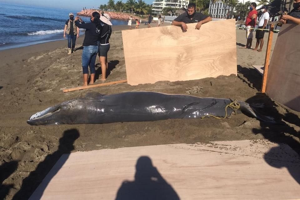 Hasta el momento no han definido una probable razón por la que los ejemplares terminaron sin vida a la orilla de la playa.