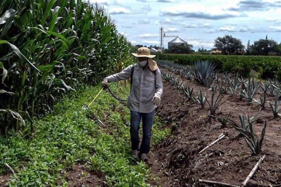 AMLO reiteró que se sigue revisando el tema del glifosato, pues no que se quiere prohibir sin antes tener una alternativa segura que sustituya a ese herbicida.