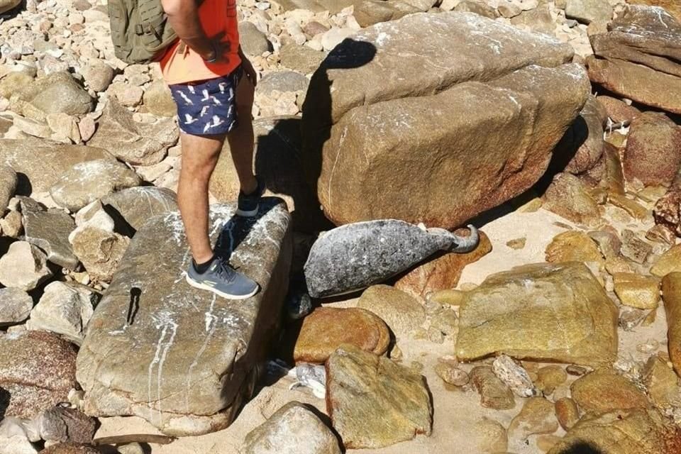 En la Playa Corrales, en Cabo Corrientes, se vivió una escena de terror: siete tortugas marinas fueron masacradas.
