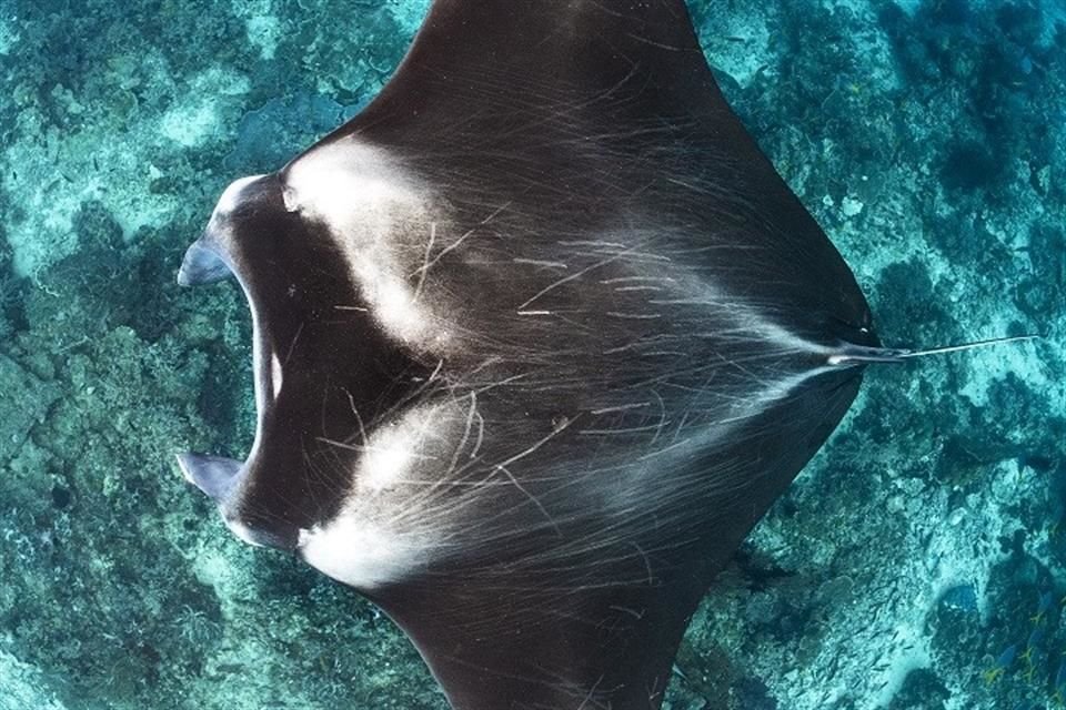 La Mobula alfredi es una raya considerada vulnerable a nivel mundial por la UICN.