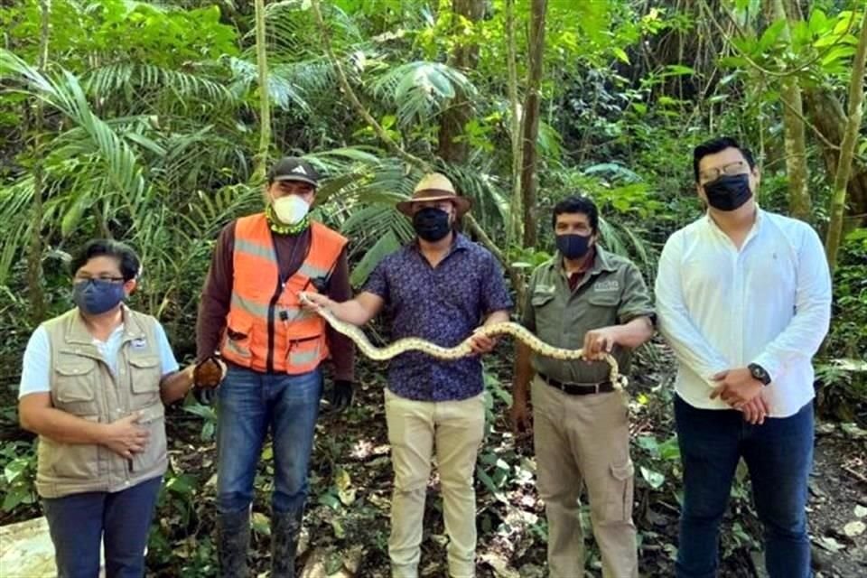 En la cuenta del proyecto del Tren Maya presumieron el rescate de una tortuga y una boa constrictor.