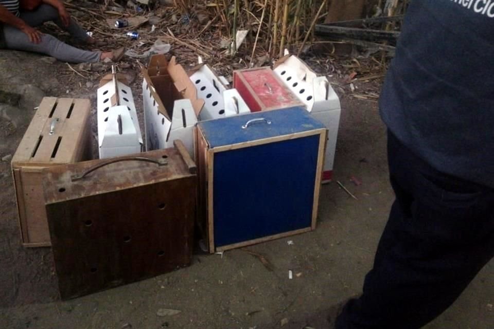 Los 6 gallos asegurados quedaron a cargo de Protección Animal.