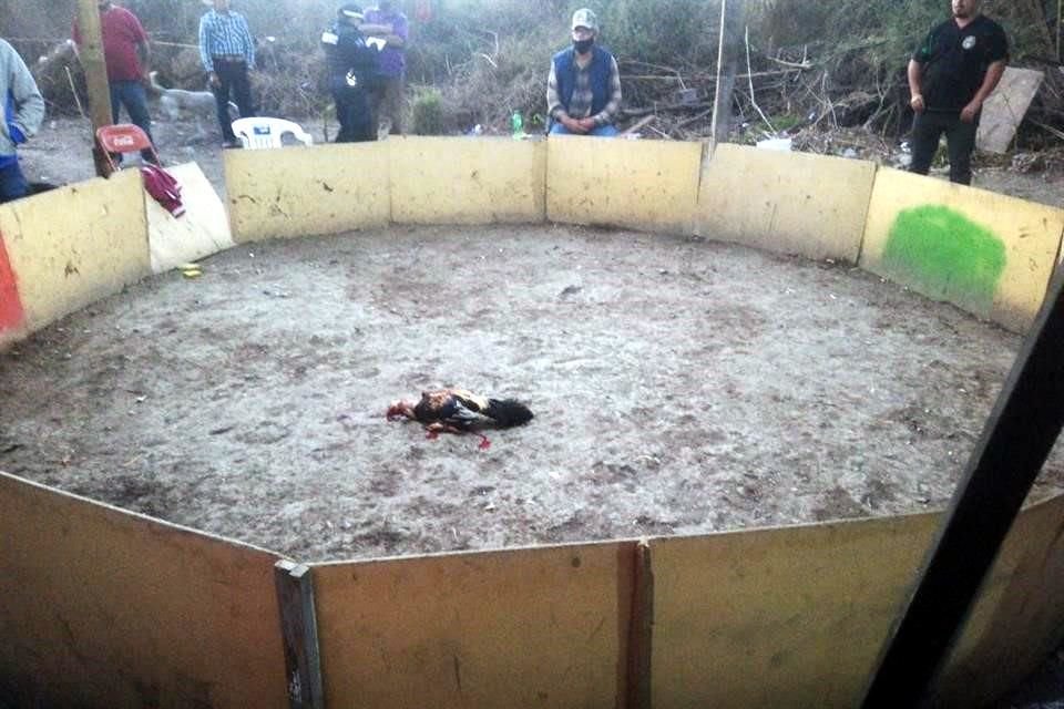 Los 11 detenidos que no fueron identificados y los 6 gallos, se trasladaron a las celdas municipales y quedaron a disposición de un Ministerio Público.