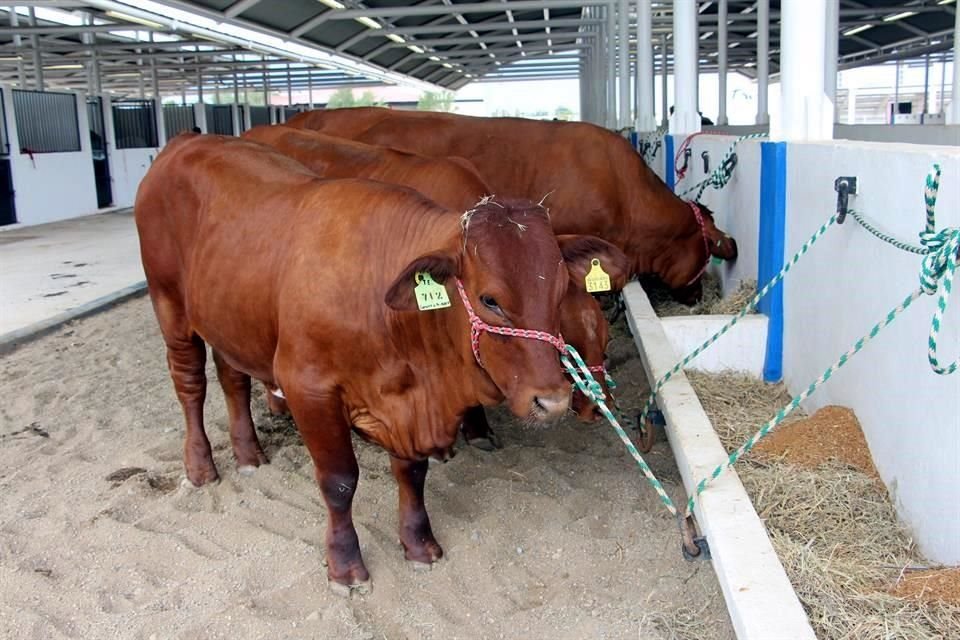 Otro de los acuerdos alcanzados entre autoridades sanitarias de ambos países están la erradicación de la plaga por medio de la mosca estéril.