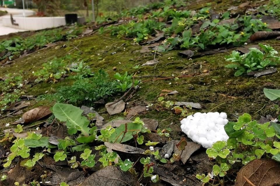 Entre la vegetación del Parque Rufino Tamayo abundan los restos de poliestireno proveniente de una obra aledaña.