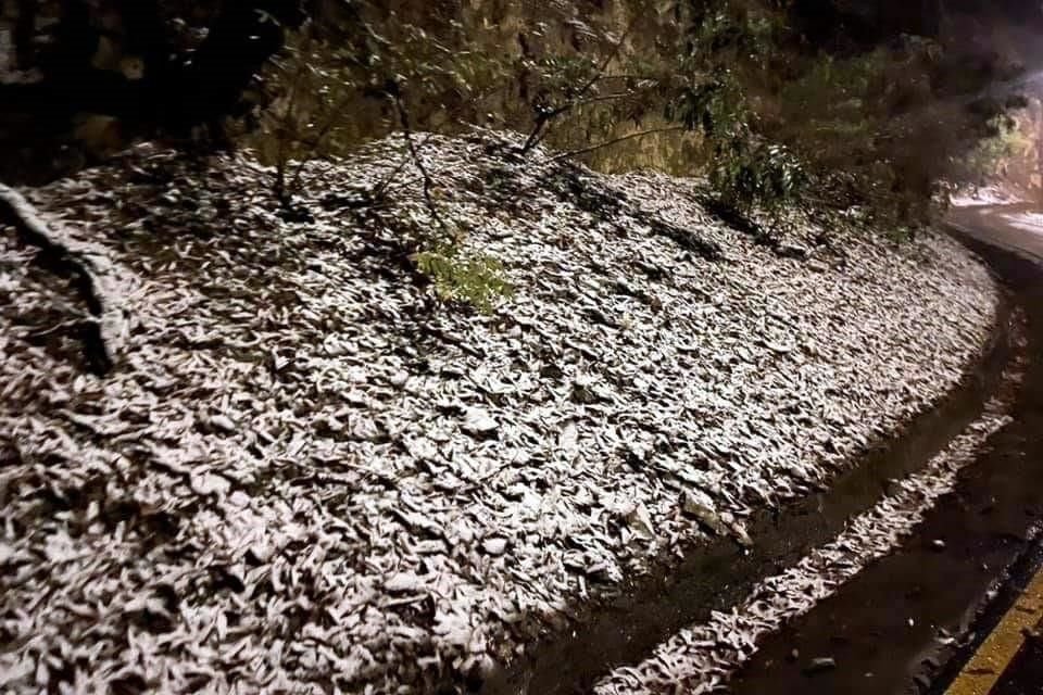 Chipinque, una de las zonas más altas del área metropolitana, se pintó de blanco.