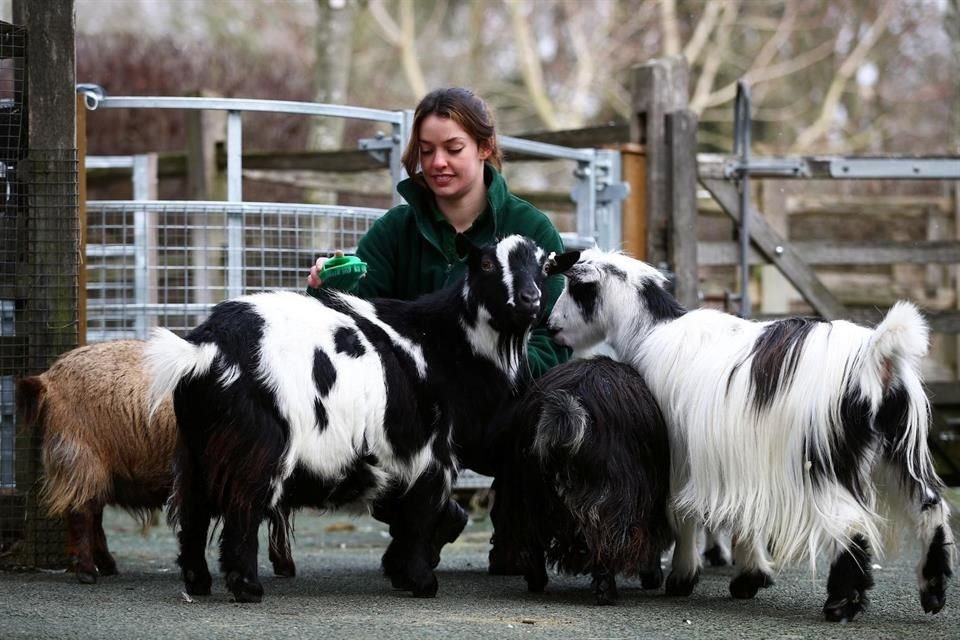 Hattie Sire, una aprendiz de cuidadora, atiende a las cabras que por ahora no pueden interactuar con los visitantes.