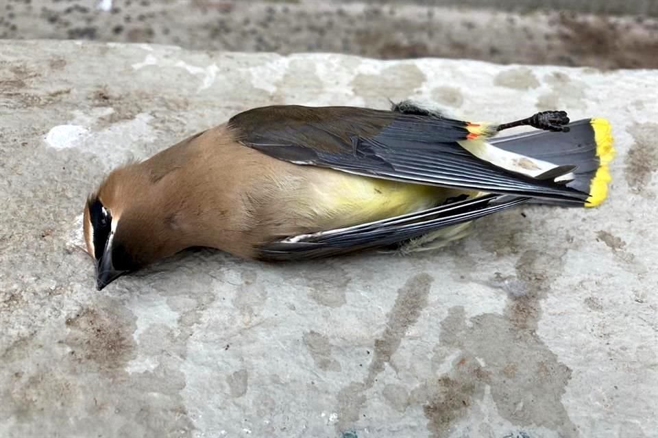 Unas 50 aves se estrellaron en vitrales del deportivo Alpino Chipinque, donde ya se colocaron cintas.