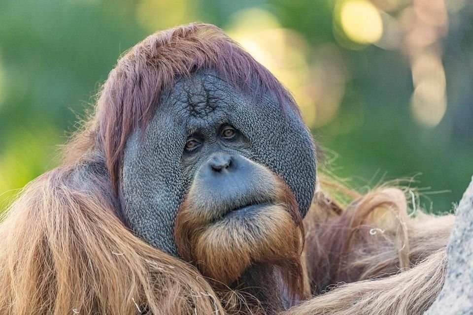 El Zoológico de San Diego, en EU, aplicó una vacuna experimental contra el Covid-19 a orangutanes y bonobos, luego de infección de gorilas.