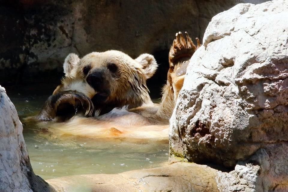 Un oso se asoma desde el agua en el zoológico de Chapultepec.