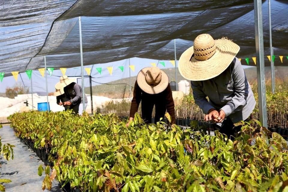 El desmantelamiento de Financiera Rural inició en diciembre pasado, cuando la institución suspendió entrega de créditos y cerró agencias.