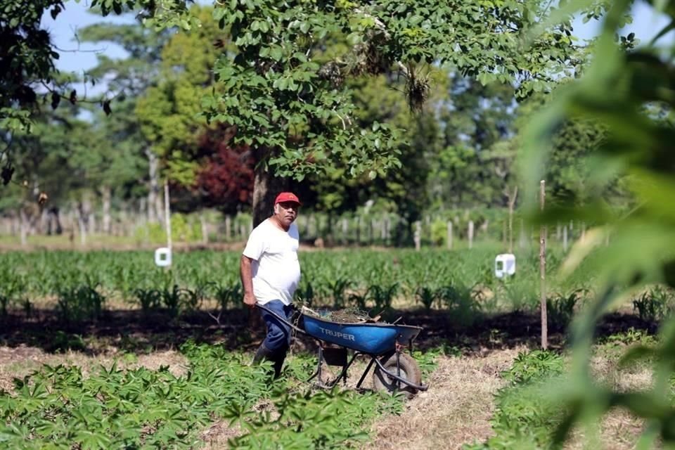 Más del 80 por ciento de los seis millones de agricultores en el País son de pequeña escala con menos de 10 hectáreas.