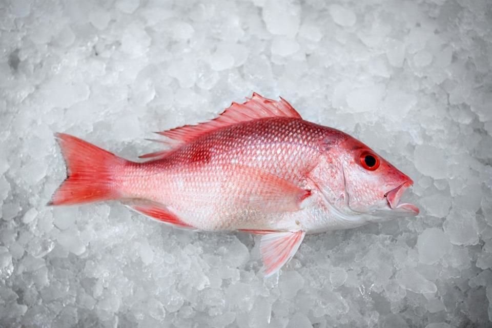 Halla estudio hasta 44 por ciento de sustitución de especies de pescado en comercios de Guadalajara, Ensenada, Tijuana y Mérida.
