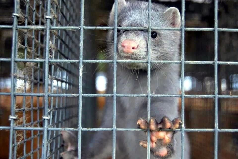 La vacuna contra el Covid-19 que recibieron simios del Zoológico de San Diego, EU, está en pruebas para usarse en visones.