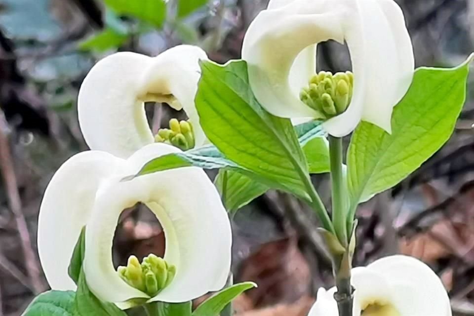 La 'Corona de San Pedro' comenzó a florecer a principios de este mes.