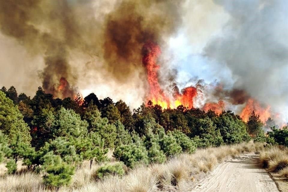 Las áreas forestales de Jalisco que se vean afectadas por la tala ilegal o incendios, tendrían que ser reforestadas por el Estado, según una propuesta del Congreso.