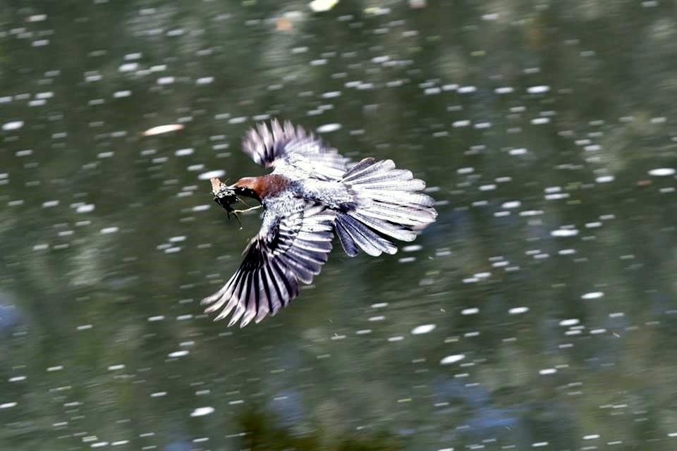 Sedema colocó lonas en el Canal Nacional para invitar a los vecinos a colocar anti reflejantes o etiquetas en sus ventanas y evitar que las aves migratorias se estrellen.