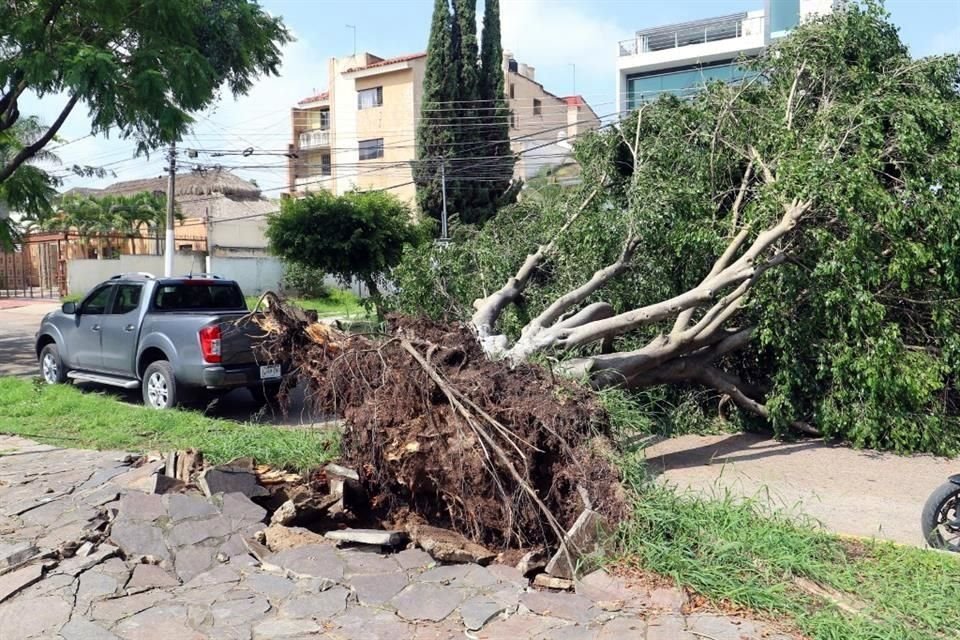 Árbol caído en Av. Del Pinar, entre calle Cancún e Izamal.