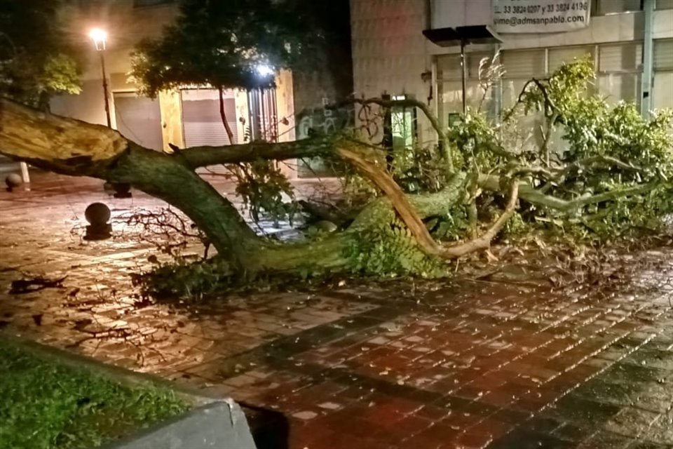 Un árbol cayó a unos metros del Ex Convento del Carmen.