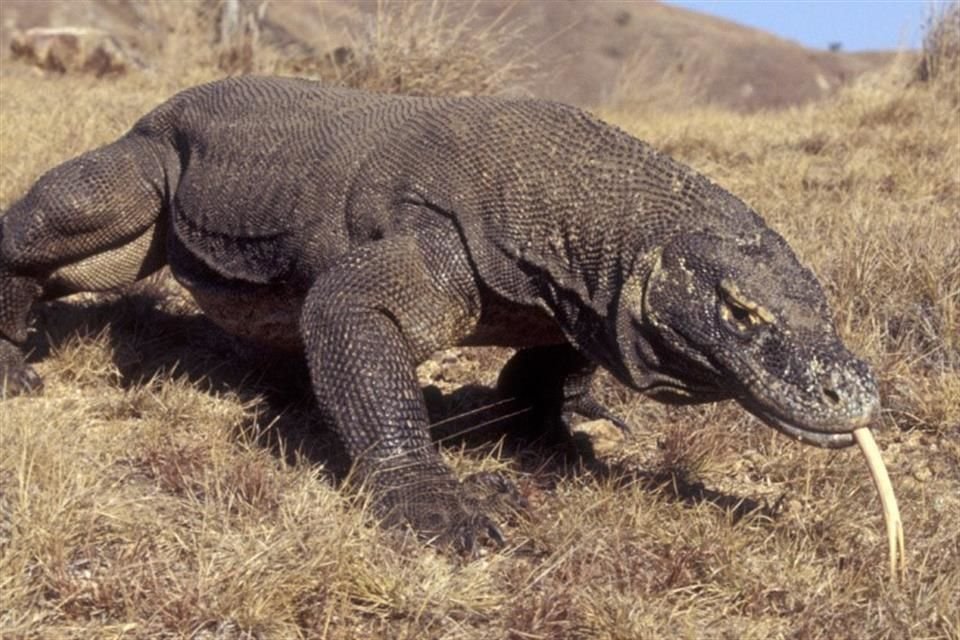 El dragón de Komodo, los tiburones y las rayas son especies amenazadas por el cambio climático, según la Lista Roja de la UICN.