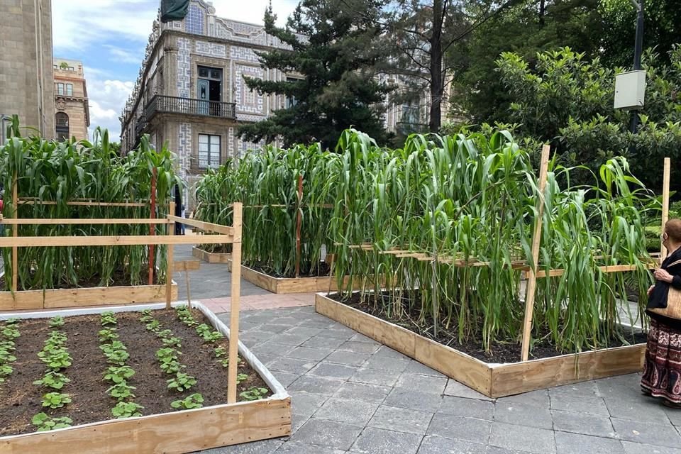 La instalación 'Tierra de Maíces' permite a los visitantes del Centro Histórico ver cómo crecen seis razas de maíz de Xochimilco.