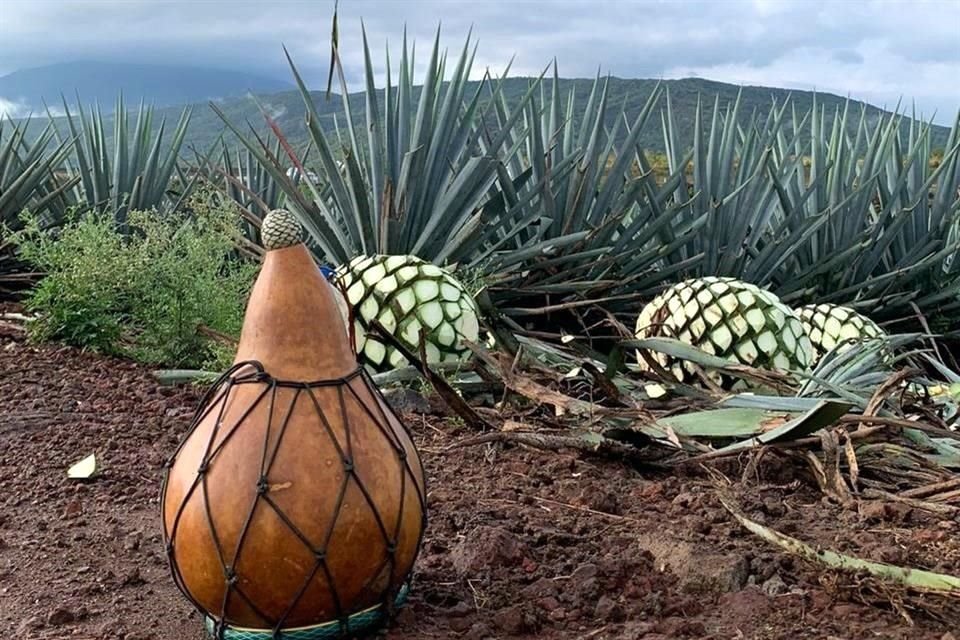 La industria tequilera registra un aumento del 17.8 por ciento en exportaciones entre enero y noviembre respecto al mismo periodo del 2020. 