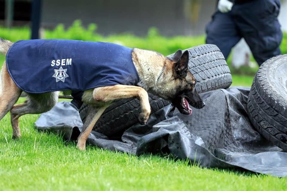 Un total de 72 lomitos del Estado de México son elementos de la Unidad de Montados, Caninos y Gama de la Secretaría de Seguridad del Estado de México.