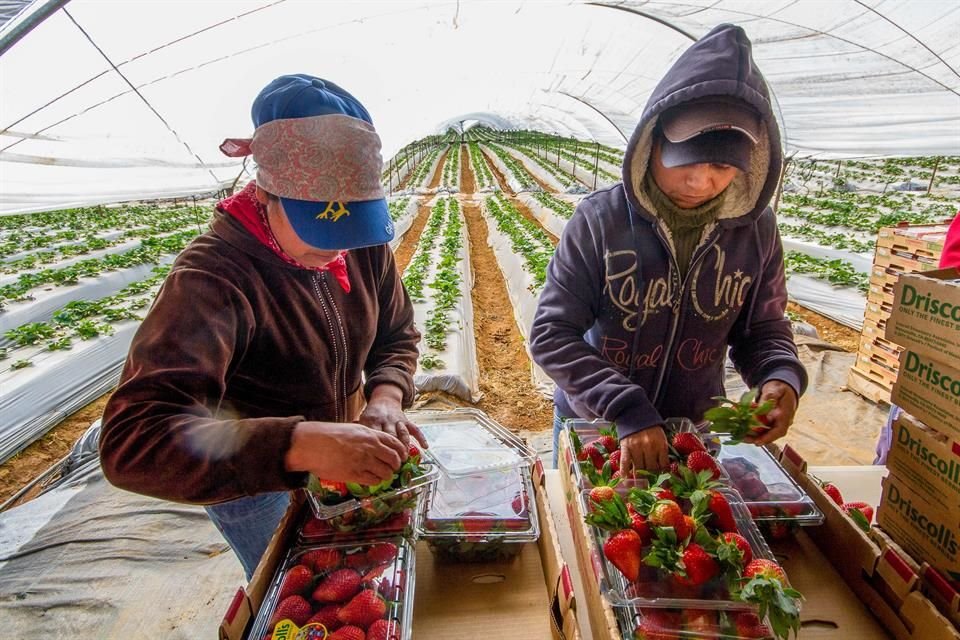 El objetivo del proyecto es acercar a pequeños y medianos productores con las grandes empresas de EU.