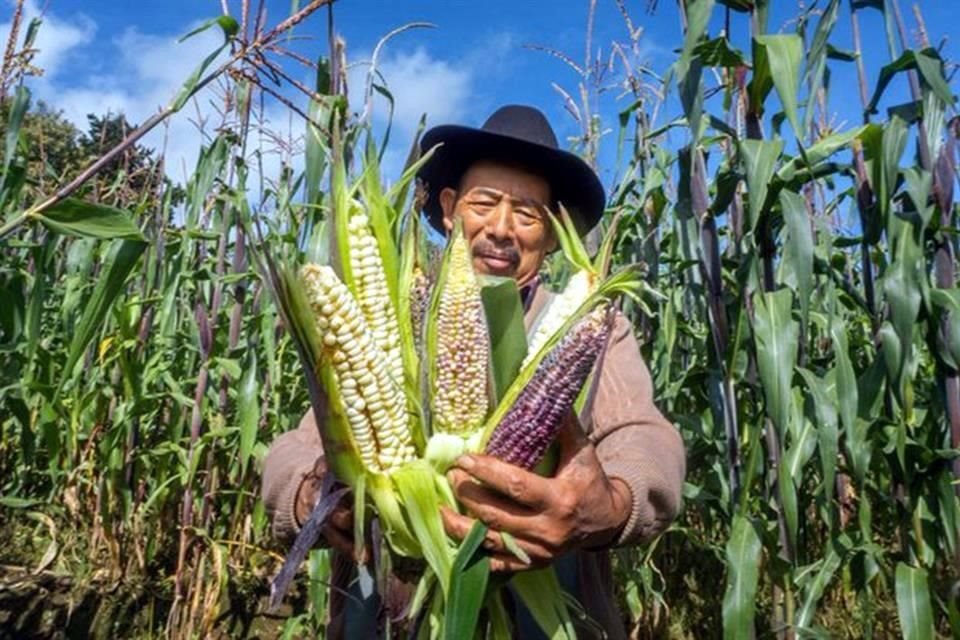 'Cada vez el paisaje va cambiando más en Milpa Alta, ya no ves esos cultivos, de repente volteas y ves casas donde no las había', destacó Daniel, agricultor de maíz.