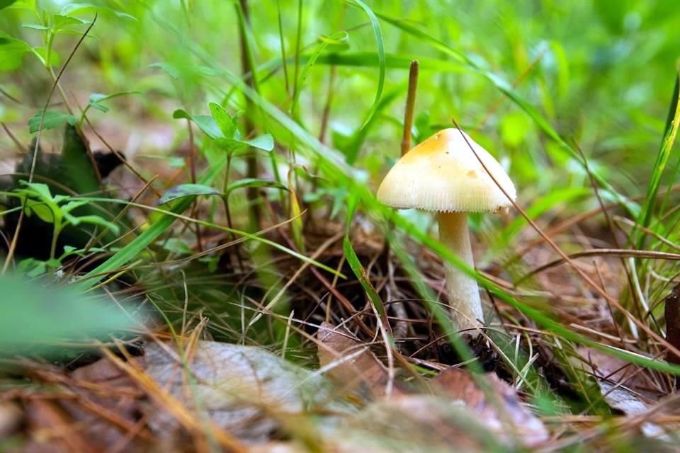 La calidad ambiental de la Sierra del Tapalpa y su importante extensión territorial permiten que sea importante reservorio de biodiversidad.