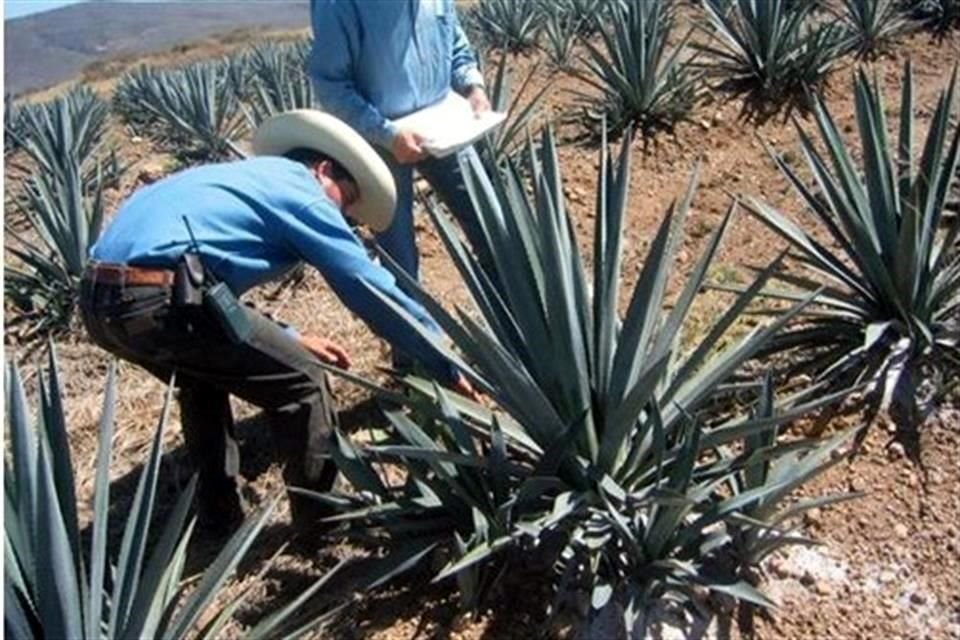 La marchitez del agave, la mancha gris y la pudrición de cogollo son otras enfermedades, causadas por hongos.