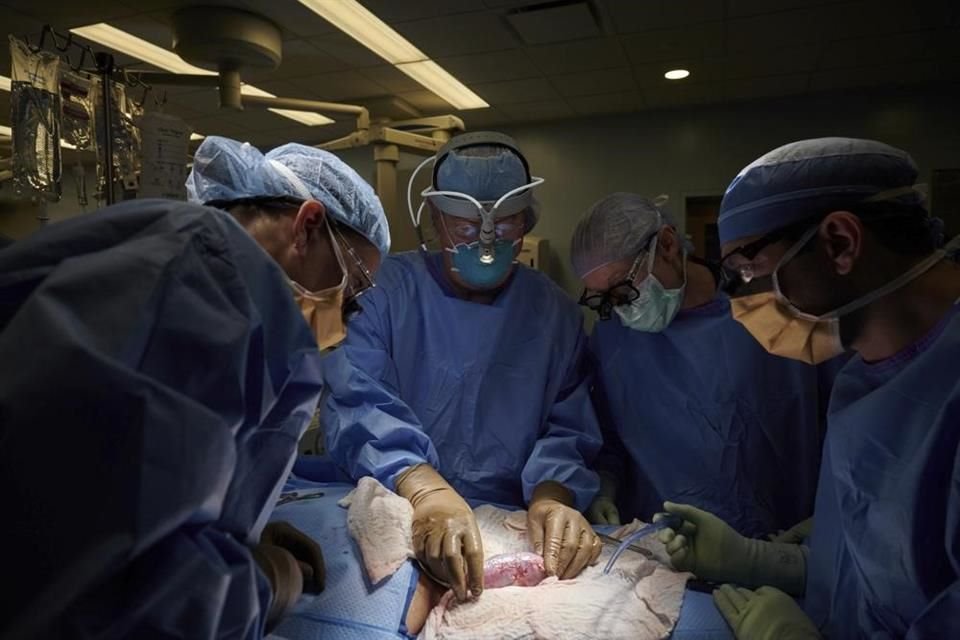 En EU, científicos trasplantaron el riñón de un cerdo genéticamente modificado a una mujer con muerte cerebral.