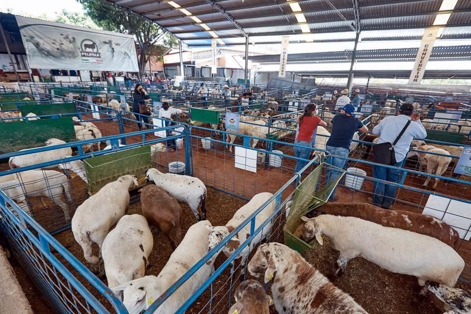 Expo Ganadera se realiza del 21 al 14 de noviembre.