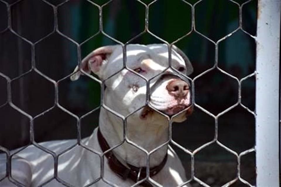 En el Centro de Transferencia Canina del Sistema de Transporte Colectivo Metro aún hay 22 perros en espera de ser adoptados.