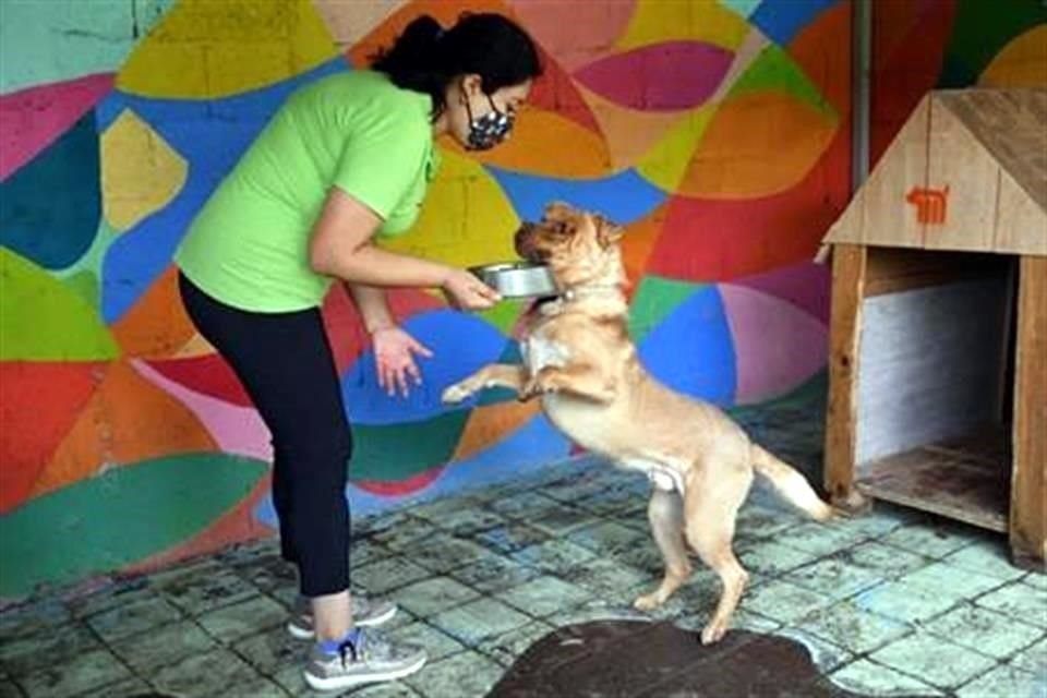 El trabajo en el albergue es gratificante, sobre todo porque los perritos logran encontrar un hogar.