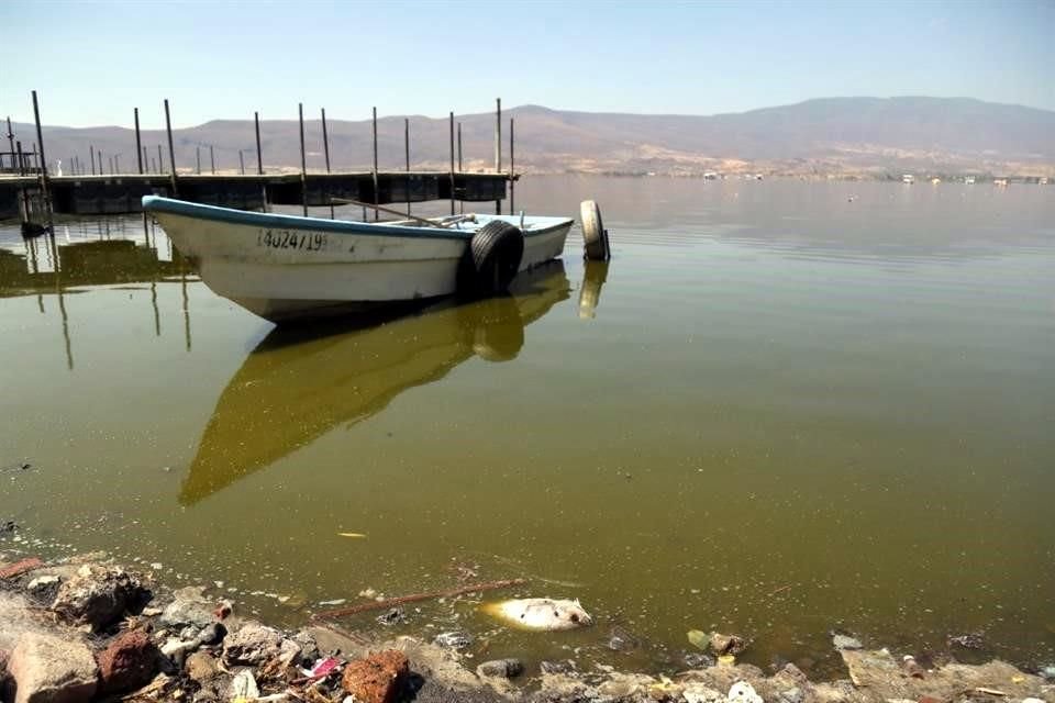 La laguna de Cajititlán tiene aún problemas de contaminación, aunque estos han descendido.