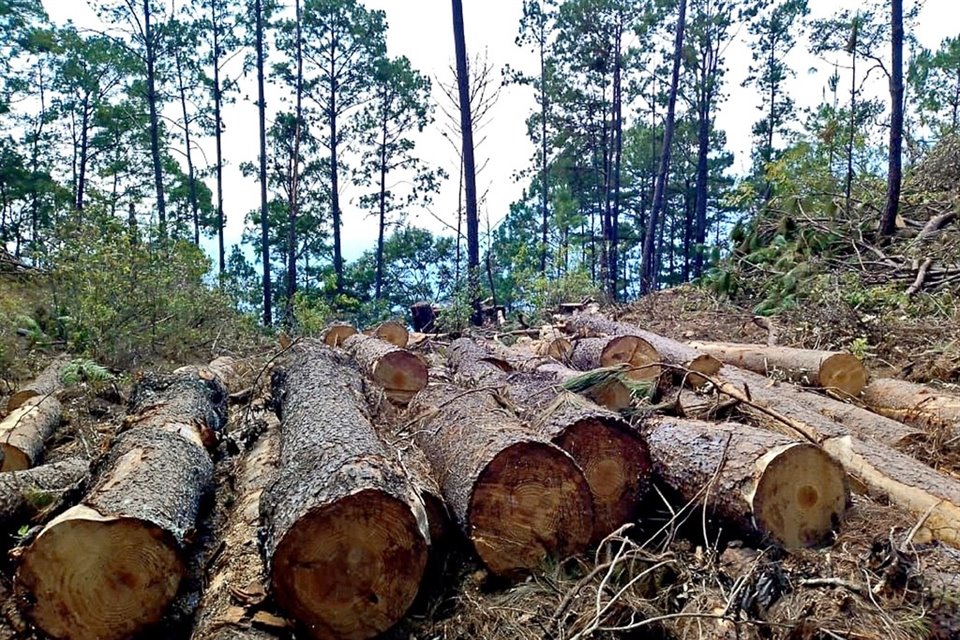 Actualmente no existen parámetros para medir el freno a la deforestación en el Estado, una de las metas en la agenda climática.