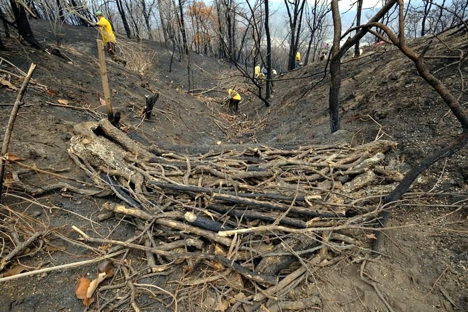 El quinto Festival Bosque La Primavera se realizará del 6 al 19 de noviembre, en busca de generar obras en torno a la vida del bosque.