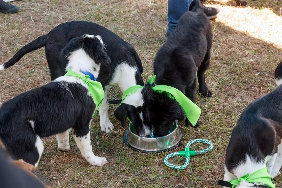 El año pasado, la elaboración de alimentos para animales creció 6.9 por ciento, al pasar de 108 mil millones de pesos a 115 mil 656 millones, de acuerdo con cifras del Inegi.